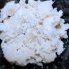 🍓Ruby Milk Live Rosin