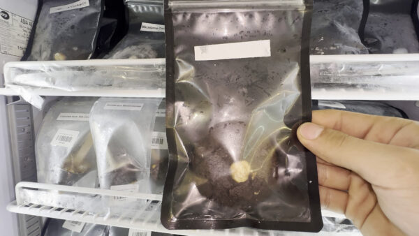 6 大麻食物-巧克力黄油夹心饼干