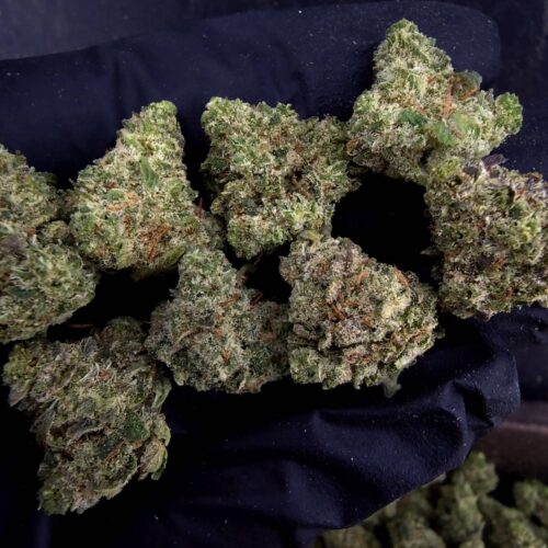 Citradelic Sunset（柑橘日落） -泰國曼谷大麻現貨