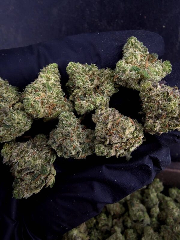 Citradelic Sunset（柑橘日落） -泰國曼谷大麻現貨