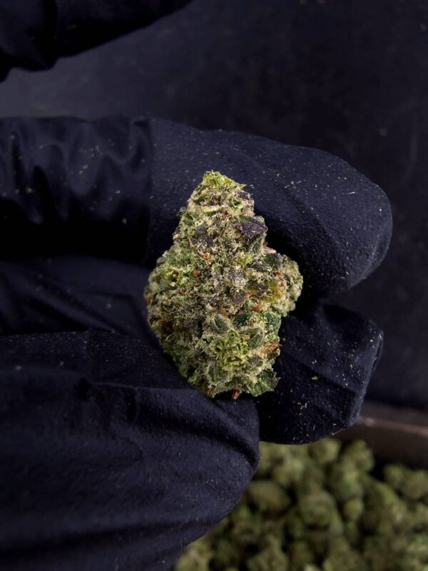 Citradelic Sunset（柑橘日落） -泰國曼谷大麻現貨