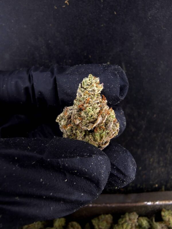 Mandarin Sunset（橘日餘暉） -泰國曼谷大麻現貨