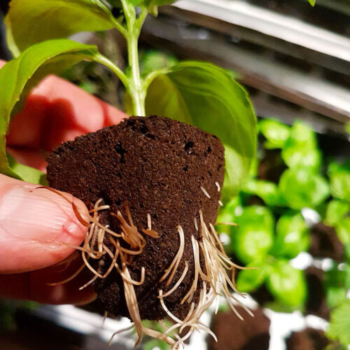 育苗塊 - 大麻播種最好的