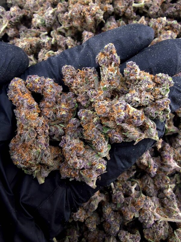 Tropicanna Cherry 热带樱桃 -泰國曼谷大麻現貨