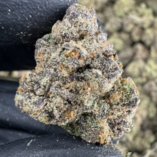 Twizzle Dance - 泰國曼谷大麻11月