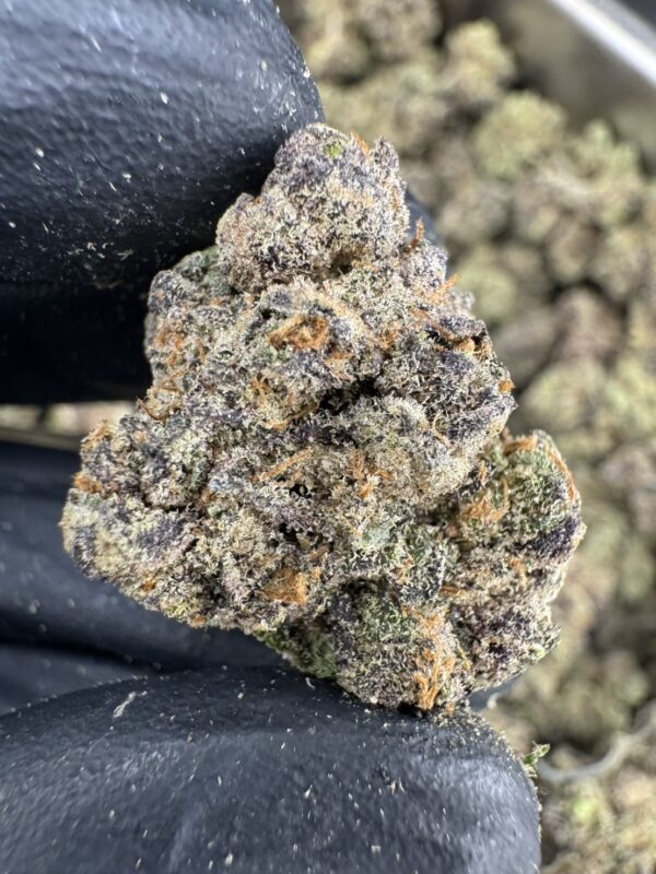 Twizzle Dance - 泰國曼谷大麻11月