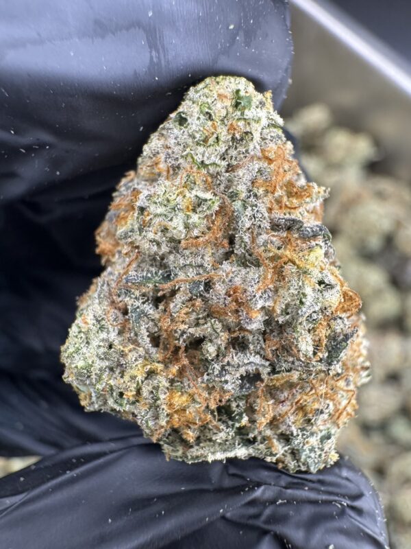 S__20357125 Sweet Zombie - 泰國曼谷大麻11月