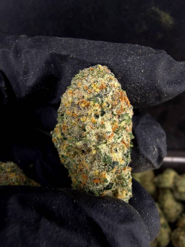 大麻品种Cherry Bomb (1) Cherry Bomb 1-18日