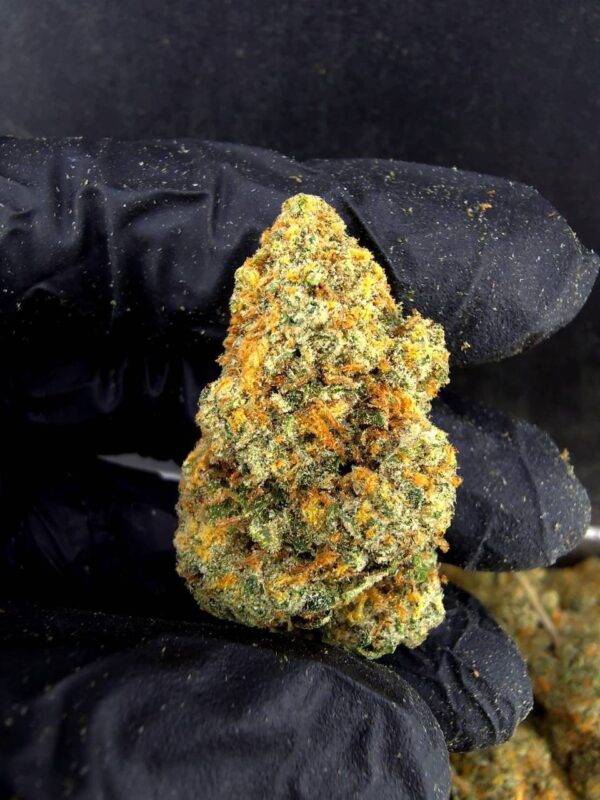 大麻品种WILD THAI (3) WILD THAI